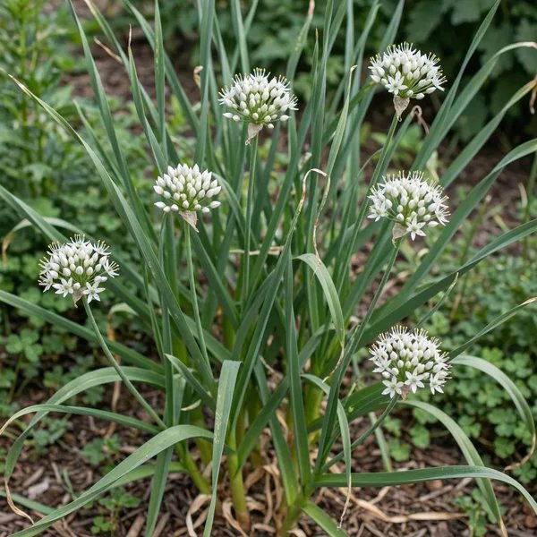 Allium sativum 'California White'