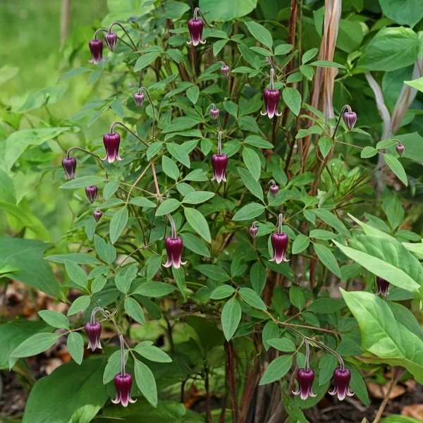 Clematis viorna 'Groometown Garnet'