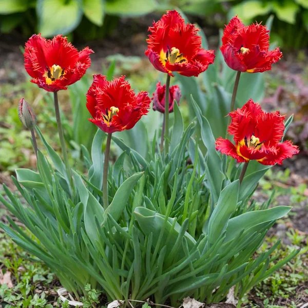 Tulipa sylvestris 'Rococo'
