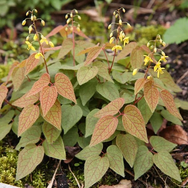 Epimedium membranaceum