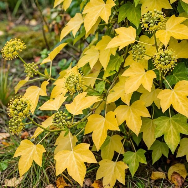 Hedera helix 'Buttercup'