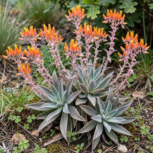Dudleya cymosa 'Orange Form'