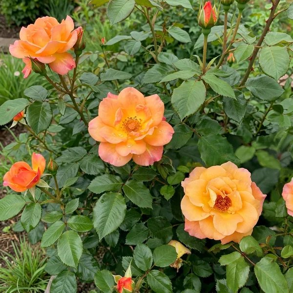 Rosa x hybrida 'Suñorita'