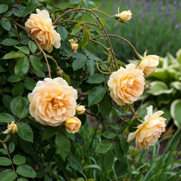 Rosa rugosa 'Buff Beauty'