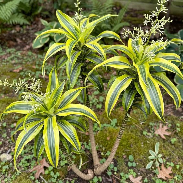 Dracaena fragrans 'Lemon Surprise'