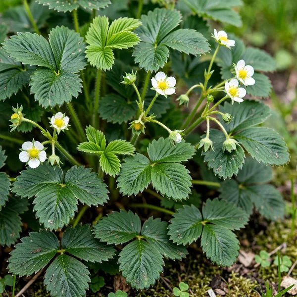 Fragaria x ananassa 'Mara des Bois'
