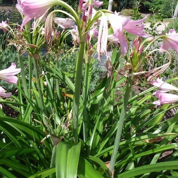 Crinum x powellii 'Cecil Houdyshel'