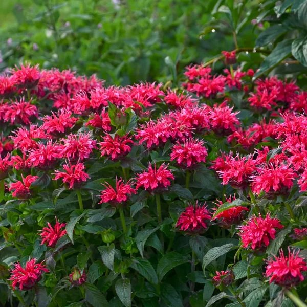 Monarda didyma 'Cherry Pops'