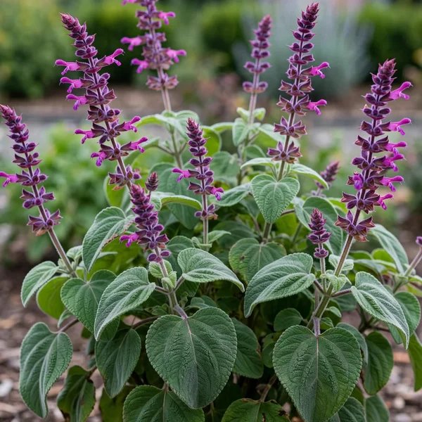 Salvia puberula 'Hidalgo'