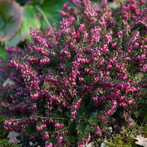 Erica carnea 'December Red'