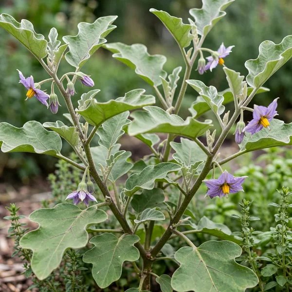 Solanum melongena 'Listada de Gandia'