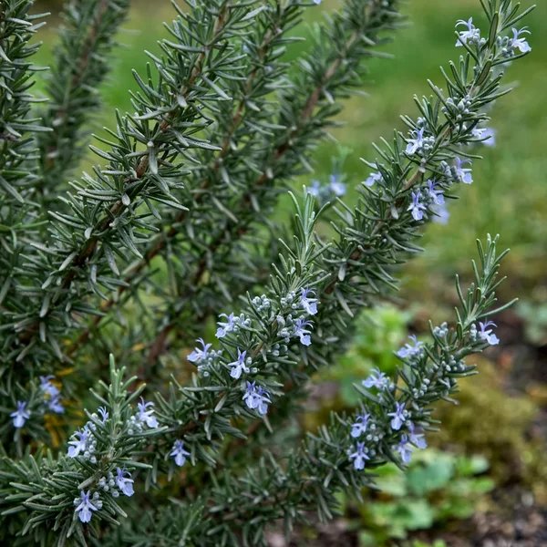 Rosmarinus officinalis 'Hill Hardy'