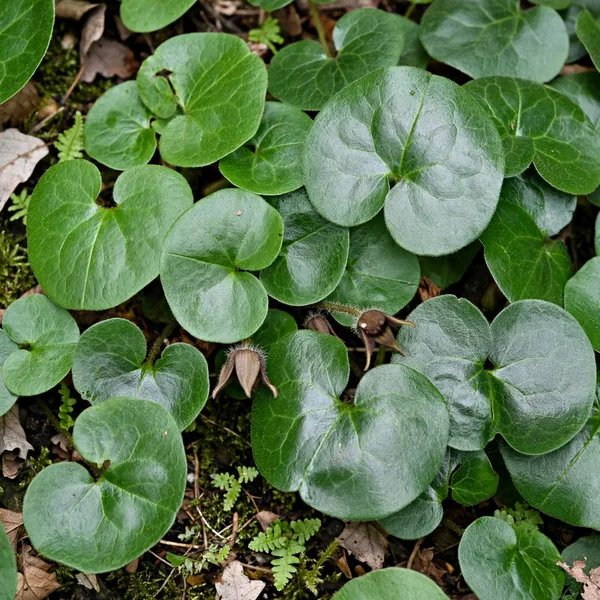 Asarum asaroides