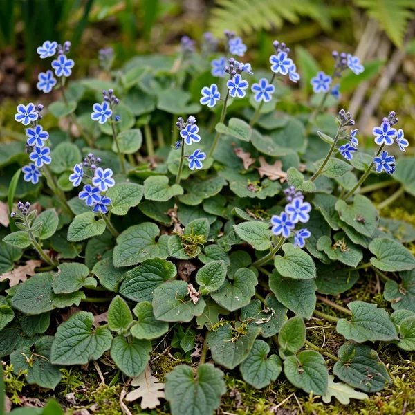 Omphalodes cappadocica 'Starry Eyes'
