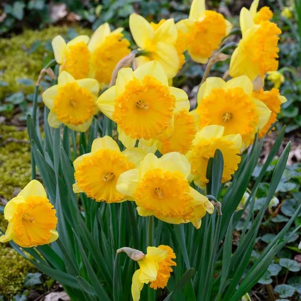 Narcissus pseudonarcissus 'Ferris Wheel'