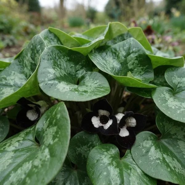 Asarum maximum 'Ling Ling Panda Face'