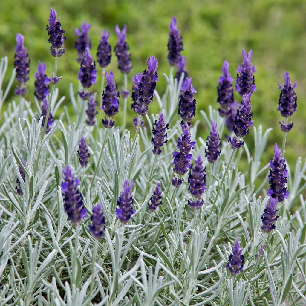 Hidcote Lavender