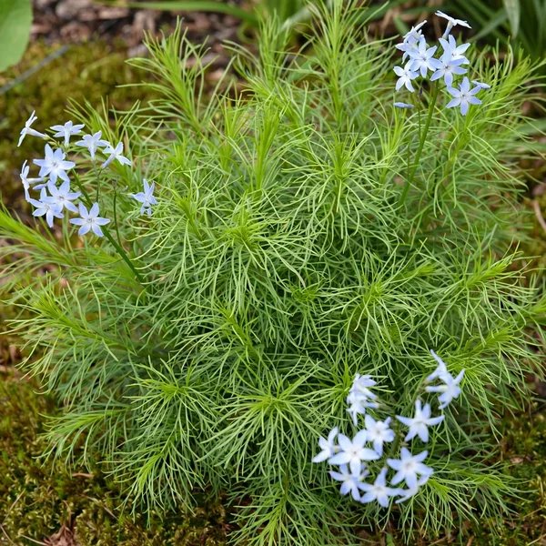 Amsonia ciliata 'Georgia Pancake'