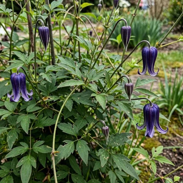 Clematis x hybrida 'Rooguchi'
