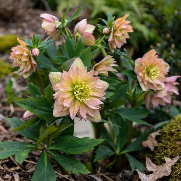 Helleborus x hybrida 'Mother of Bride'