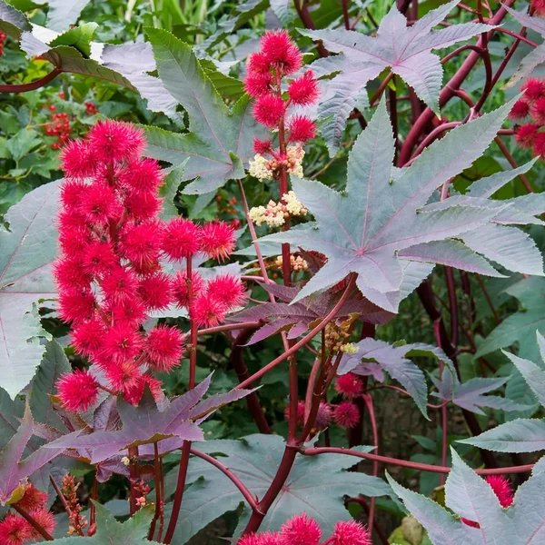 Ricinus communis 'Carmencita'
