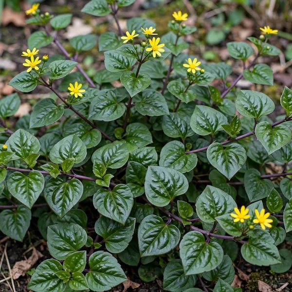 Chrysogonum australe 'Eco Lacquered Spider'