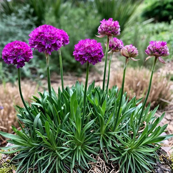 Armeria maritima 'Vivid Dreams'