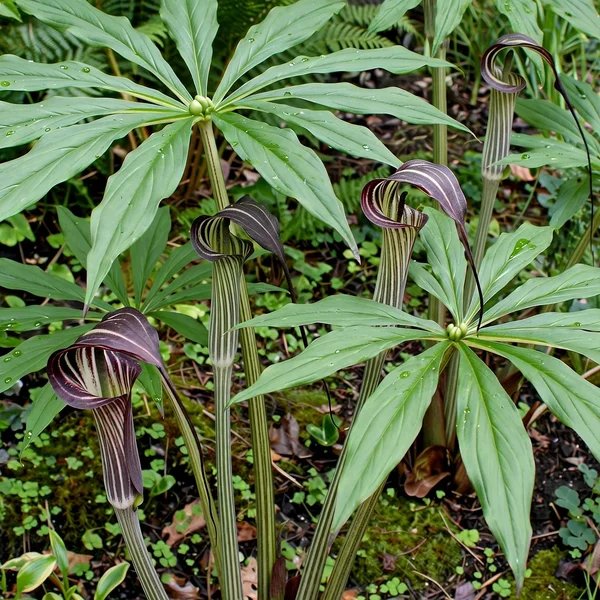 Amorphophallus bulbifer 'Racing Stripes'