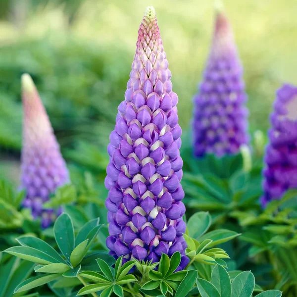 Lupinus x hybrida 'Persian Slipper'