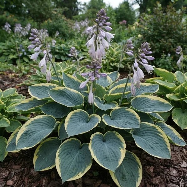 Hosta x hybrida 'Singin the Blues'
