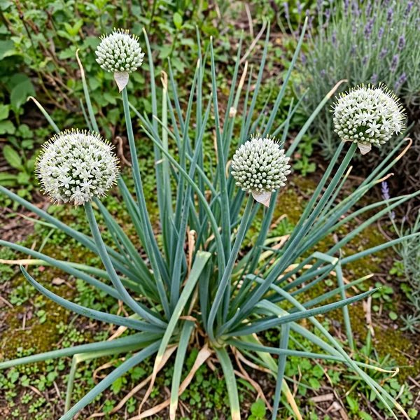 Allium cepa 'Cipollini Borrettana'
