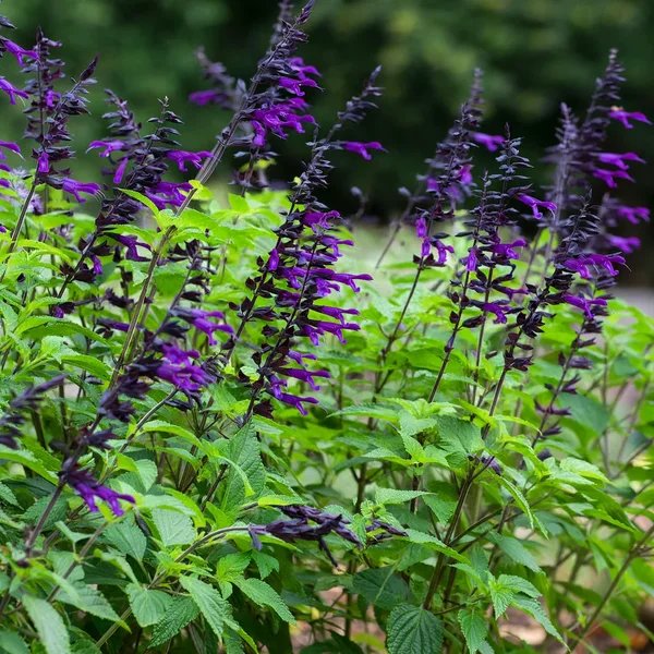 Salvia guaranitica 'Amistad'