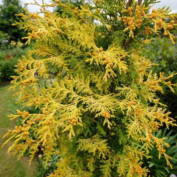 Chamaecyparis pisifera 'Gold Dust'
