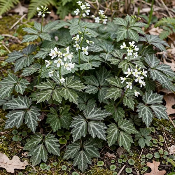 Dentaria diphylla 'American Sweetheart'