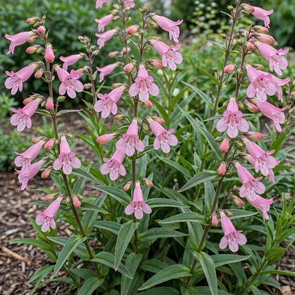 Penstemon digitalis 'Pink Skyrocket'
