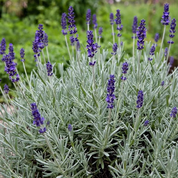 Lavandula angustifolia 'Imperial Gem'