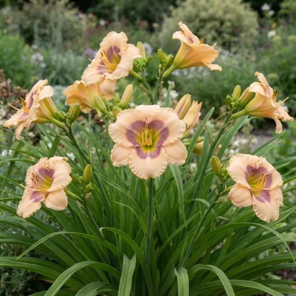 Hemerocallis x hybrida 'Baby Moon Café'