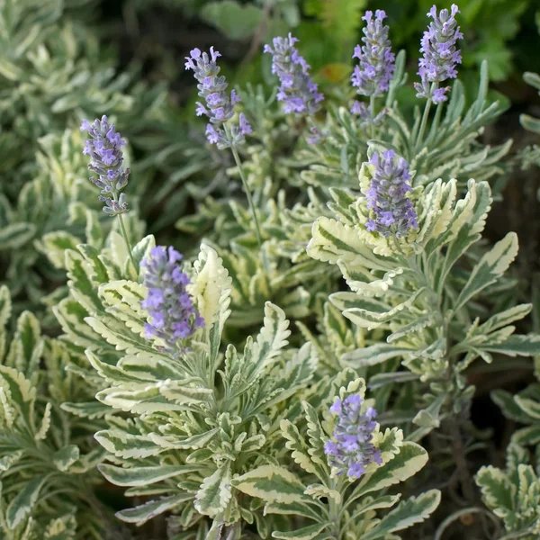 Lavandula x allardii 'Meerlo'