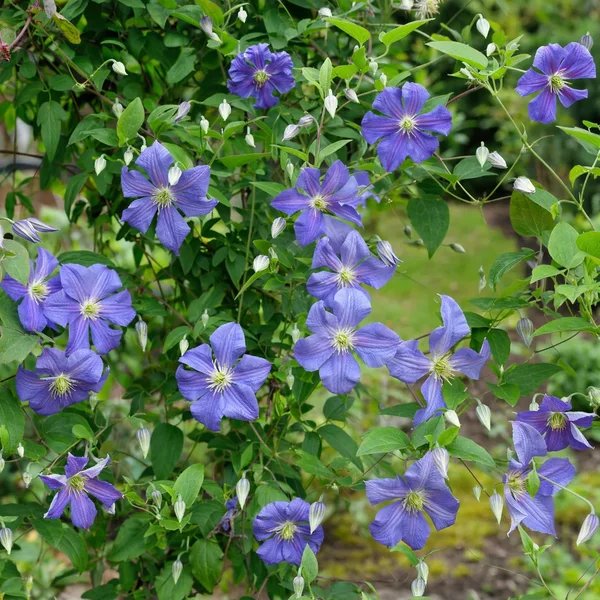 Clematis viticella 'Perle d'