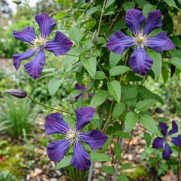 Clematis x jackmanii 'Happy Diana'