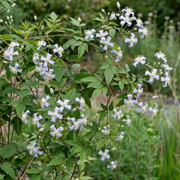 Clematis viticella 'Mrs Robert Brydon'