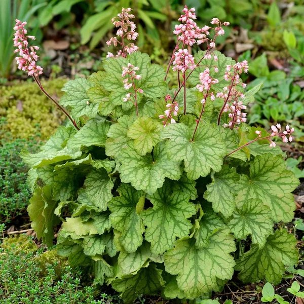 Heuchera x brizoides 'Ball Gown'