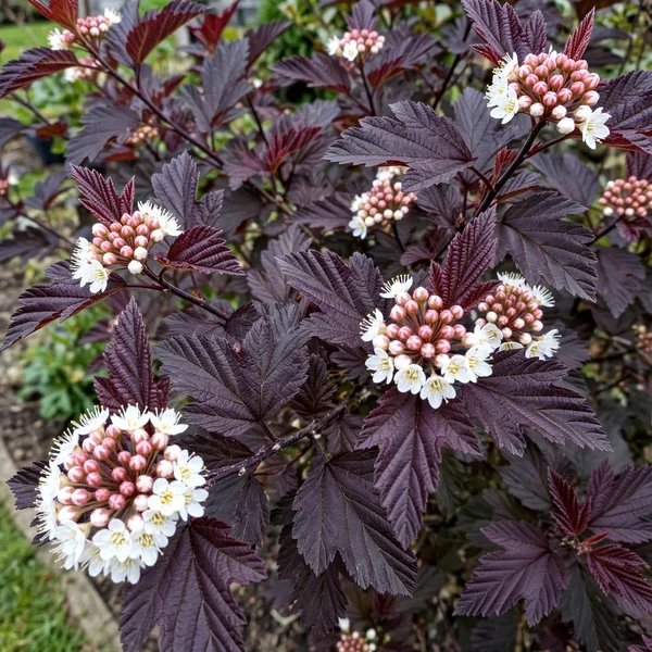 Physocarpus opulifolius 'Monlo'