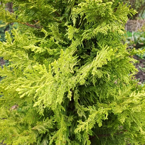 Thuja occidentalis 'Columbia'