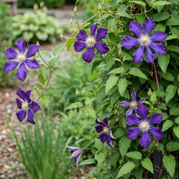 Clematis x jackmanii 'Joe Zary'