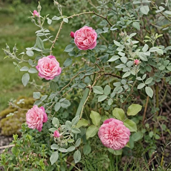 Rosa damascena 'Monsieur Tillier'