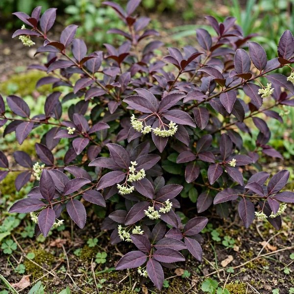 Euonymus fortunei 'Coloratus'