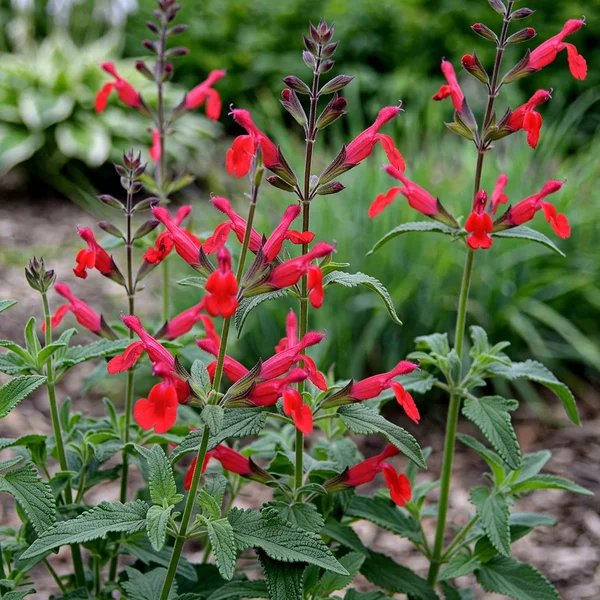 Salvia x hybrida 'Maraschino'