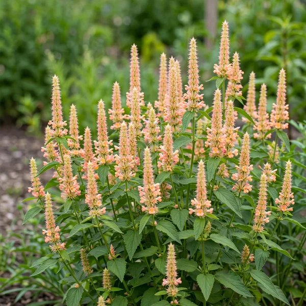 Agastache foeniculum 'Forever Summer Melon'