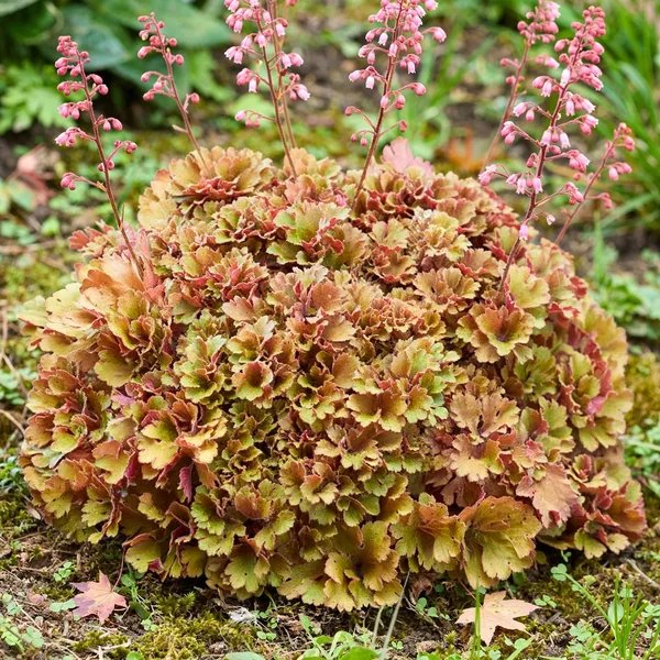 Heuchera americana 'Frilly'